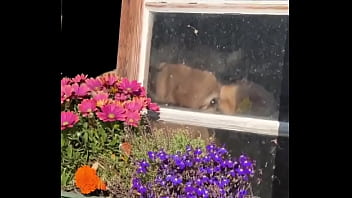 [Indoors Unexpectedfind, Unexpected Thing You, What S The] Fancy House With Sweet Cow Inside What The Most Unexpected Thing You Ve Found Indoors Unexpectedfind